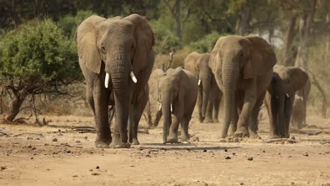 African-Elephants-Walking-Towards-Camera-in-South-Africa,-Slow-Motion