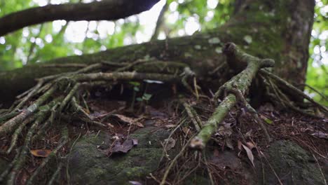 Close-up-slow-motion-shot-of-root-of-the-tree-in-the-woods