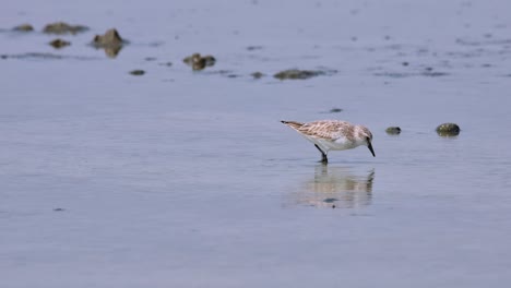 Chasing-each-other-in-the-middle-as-they-feed-together,-Red-necked-Stint-Calidris-ruficollis,-Thailand