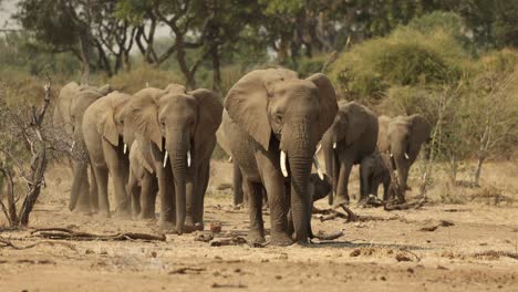 Manada-De-Elefantes-Caminando-Hacia-La-Cámara-En-Mapungubwe,-Sudáfrica