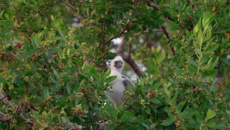 A-baby-red-footed-booby-sits-in-a-nest-in-a-tree-on-Little-Cayman-in-the-Cayman-Islands