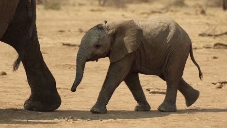 Afrikanisches-Elefantenbaby,-Das-Hinter-Seiner-Mutter-In-Südafrika-Läuft