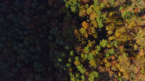 Top-down-aerial-shot-of-beautiful-Fall-colors-in-the-North-Georgia-Mountains