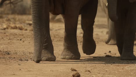 Elefante-Caminando-Hacia-La-Cámara-En-Sudáfrica,-Primer-Plano,-Cámara-Lenta