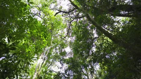 Wide-angle-view-of-lush-forrest-with-tall-trees,-camera-moving