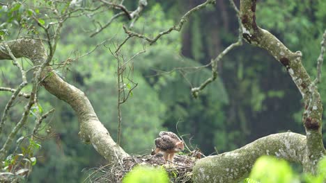 Young-Javan-hawk-eagle-on-the-nest-in-the-wild-life