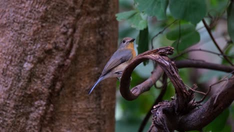 Camera-zooms-out-while-facing-to-the-right-as-it-tilts-its-head-to-look-up,-Indochinese-Blue-Flycatcher-Cyornis-sumatrensis-Female,-Thailand