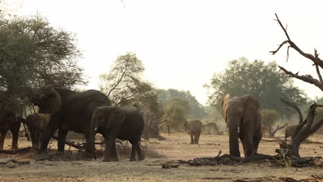 Elefantenherde-Ernährt-Sich-Von-Dornenbäumen-In-Mapungubwe,-Südafrika