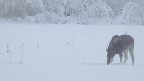 Moose-calf-pawing-and-looking-for-food-alone-in-a-snow-covered-landscape-with-forest-backdrop