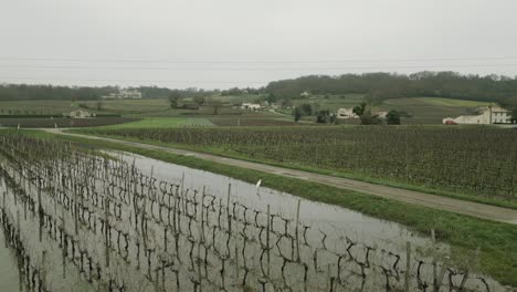 Heron-stands-in-Bordeaux-vineyard-waters,-France---aerial
