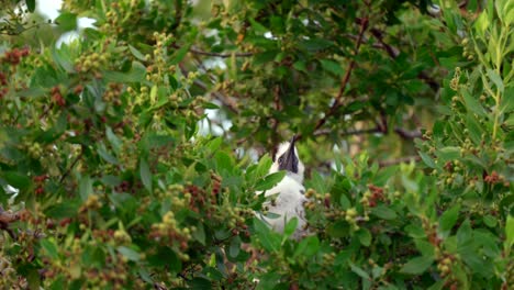 A-baby-red-footed-booby-sits-on-the-swaying-branch-of-a-tree-on-Little-Cayman-in-the-Cayman-Islands
