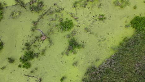 Contaminated-water-in-swamp-covered-with-algae,-drone-view