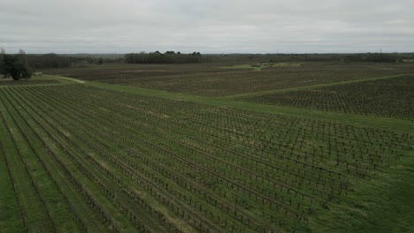 Pugnac-vineyards-from-above,-Bordeaux,-France---Aerial-fly-over