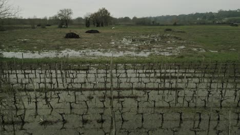 Reiher-Fliegt-über-überfluteten-Bordeaux-Weinberg-–-Luftaufnahmen