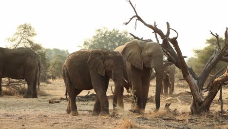 Young-Elephant-Kicking-Up-Dust-Whilst-Feeding-in-Mapungubwe,-South-Africa