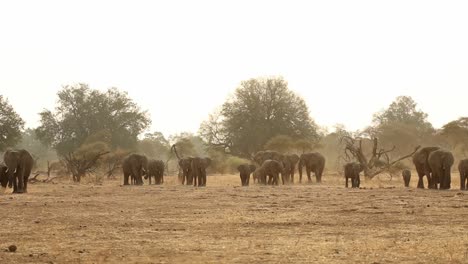 Toma-Muy-Amplia-De-Una-Gran-Manada-De-Elefantes-En-Una-Llanura-Abierta-En-Sudáfrica.