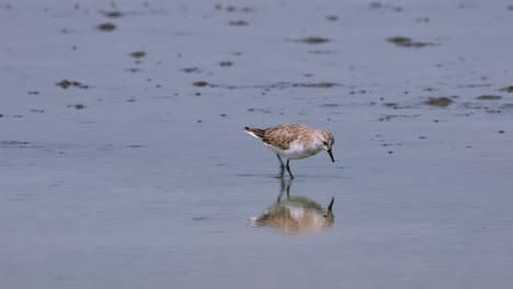 Moving-to-the-right-searching-for-its-food-in-the-mud,-Red-necked-Stint-Calidris-ruficollis,-Thailand