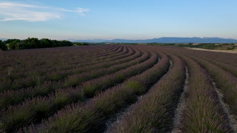 Langsam-Rückwärts-Fliegen-über-Einem-Lavendelfeld-In-Der-Provence,-Frankreich