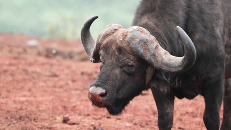 Kaffernbüffel-Mit-Riesigem-Horn-Beim-Kauen-Im-Aberdare-Nationalpark,-Kenia,-Ostafrika