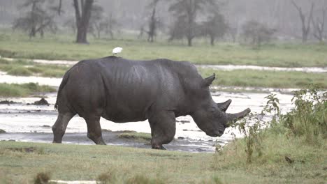 White-Rhino-Walking-Towards-Mudflat-In-Aberdare,-Kenya-With-Bird-Perched-On-Its-Back