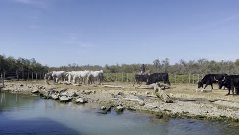 Horses-and-black-oxen-guarded-by-a-cowboy-stand-by-the-water-of-a-river-in-the-sun