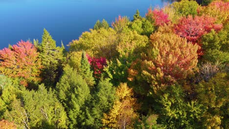 Ein-Dichter-Wald-Während-Der-Herbstsaison