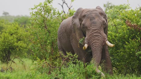 Massive-African-Elephant-Bull-Grazing-In-Rain,-Slow-Motion,-Medium-Shot