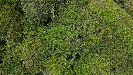 Drone-view-of-the-tea-garden-growing-in-the-Black-Sea,-Turkey,-Trabzon