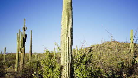 Pan-up-saguaro-cactus-in-the-Sonoran-desert