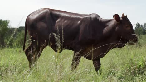 Side-View-Of-Ankole-Longhorn-Calf-Walking-In-The-Grassland-in-Uganda,-Africa