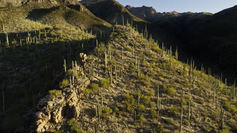 Drone-footage-flying-up-over-Sonoran-desert