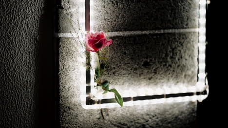 Rose-in-neon-light-frame-on-textured-wall