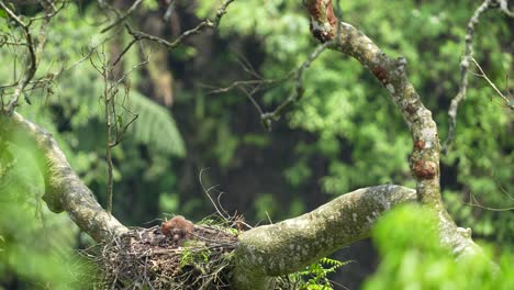 Elang-Jawa,-Ein-Indonesischer-Endemit,-Kommt-Nur-Auf-Der-Insel-Java-Vor-Und-Ist-Eines-Der-Am-Stärksten-Gefährdeten-Tiere
