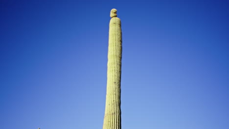 Pan-down-of-saguaro-cactus-with-little-arm-starting-to-grow-on-top