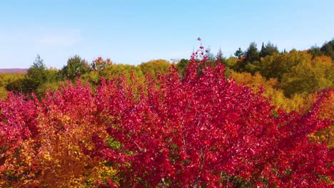 Der-Umkreisende-Rote-Ahornbaum-Gibt-Den-Blick-Auf-Den-Herbstwald-Und-Den-Atemberaubenden-See-Frei