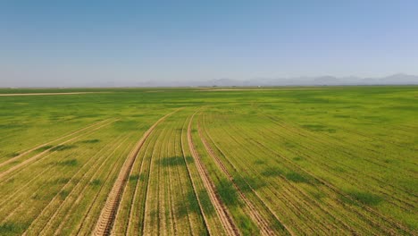 Top-view-of-the-wheat-fields-at-Sharjah-Wheat-Farms-in-the-United-Arab-Emirate