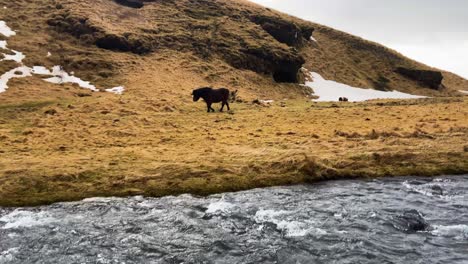 Icelandic-horse-in-the-scenic-nature-landscape-of-Iceland-near-Kverna-river