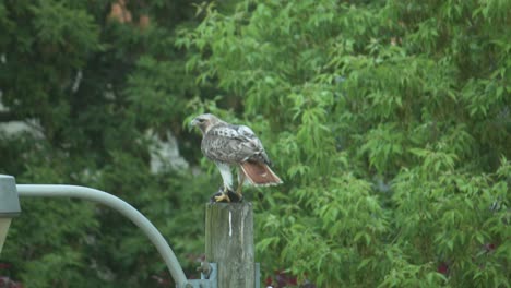Red-tailed-hawk-on-lamp-post-grips-dead-squirrel-with-talons-and-feasting-on-it