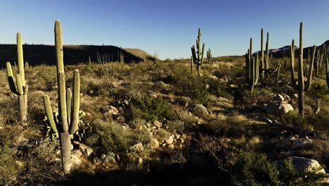 Imágenes-De-Drones-Volando-Bajo-Del-Desierto-Con-Cactus-Por-Todas-Partes