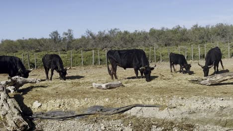 Black-oxen-with-big-horns-stand-on-fallow-plains-and-look-for-something-to-eat-in-the-sun-with-a-fence-in-the-background