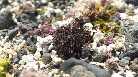 Purple-sea-urchin-on-a-rocky-seabed,-close-up