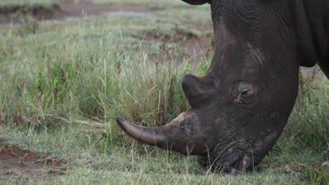 Retrato-De-Primer-Plano-De-Un-Rinoceronte-Negro-Pastando-En-El-Parque-Nacional-De-Aberdare,-Kenia,-África-Oriental
