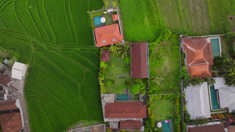 Bird's-Eye-View-Of-Rice-Fields-And-Villas-In-Canggu,-Bali,-Indonesia---Drone-Shot