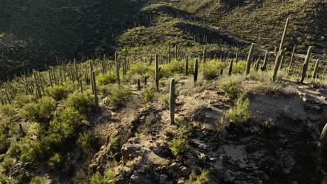 Drone-footage-panning-behind-cacti-standing-on-mountain-in-the-Sonoran-desert