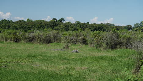 Indian-bull-lying-in-green-vegetation-on-sunny-day