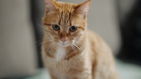 Nachdenkliche-Rotbraune-Katze-Mit-Auffallend-Blauen-Augen