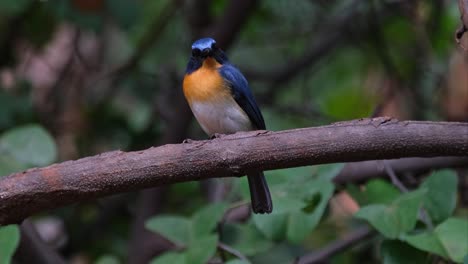 Camera-zooms-out-and-slides-to-the-left-while-this-bird-looks-to-the-right,-Indochinese-Blue-Flycatcher-Cyornis-sumatrensis-Male,-Thailand