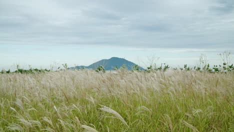 Chinese-Silver-Grass-Tall-Reed-Field-Sways-Under-Wind-in-Slow-Motion-On-Cloudy-Day-at-SMG-Saemangeum-Environment-Ecological-Complex,-South-Korea