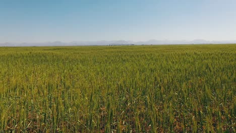 Top-view-of-the-Wheat-plants-at-the-Sharjah-Wheat-Farms-in-the-United-Arab-Emirates