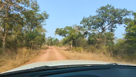 POV-of-a-car-driving-offroad-on-a-forest-path-during-jungle-safari-in-Kuno-National-park-of-Sheopur-Madhya-Pradesh-India